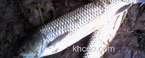 草鱼_0