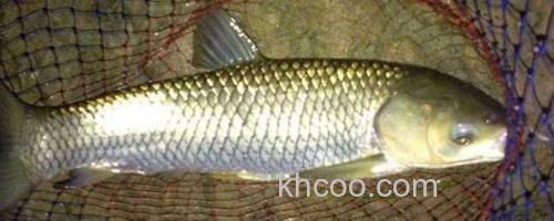 草鱼_0