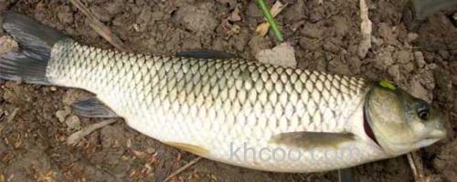 草鱼_0