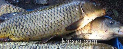 草鱼_0