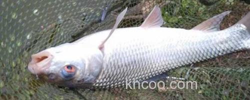 草鱼_0