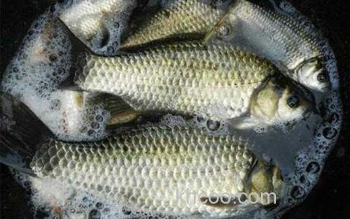 冬天钓大鲫鱼_2