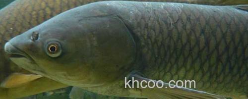 草鱼_0