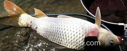 钓鲤鱼_0