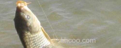 钓鲤鱼_0