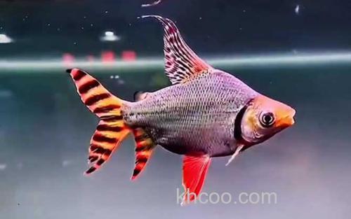 飞凤鱼_1