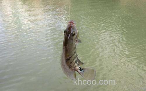 钓罗非鱼_3