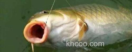 钓鲤鱼_0