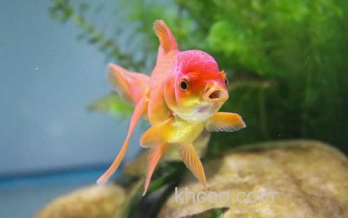 金鱼_0