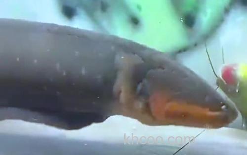 电鳗_1