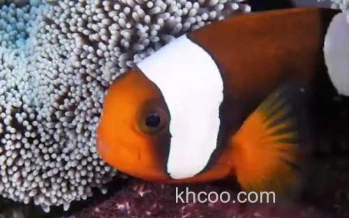 小丑鱼_0