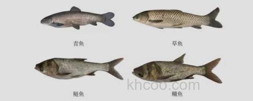 四大家鱼_0
