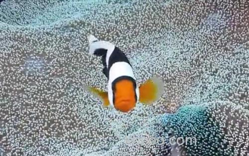 小丑鱼_0