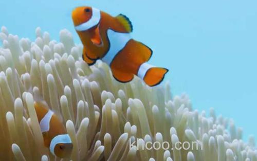 小丑鱼_3