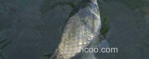 鲫鱼_0