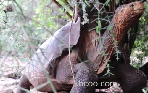 加拉帕戈斯象龟_0