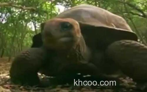 亚达伯拉象龟_1