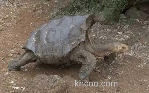 阿根廷象龟_2