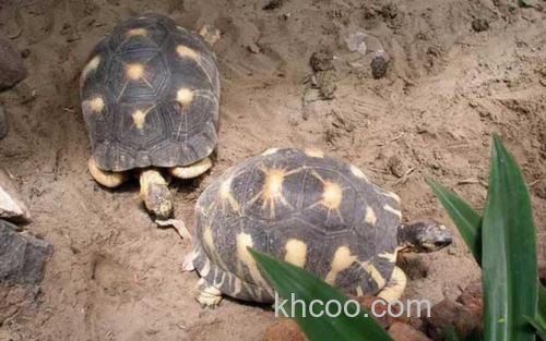 马达加斯加陆龟_9