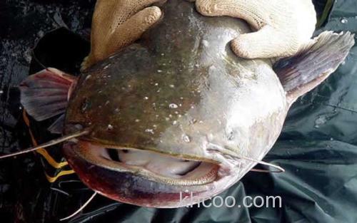塘鲺_0