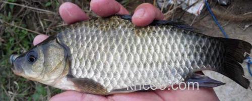 钓鲫鱼_0
