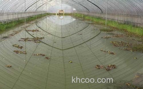 大棚养虾_0