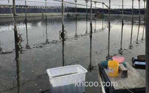 大棚养虾_3
