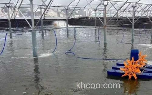 大棚养虾_6