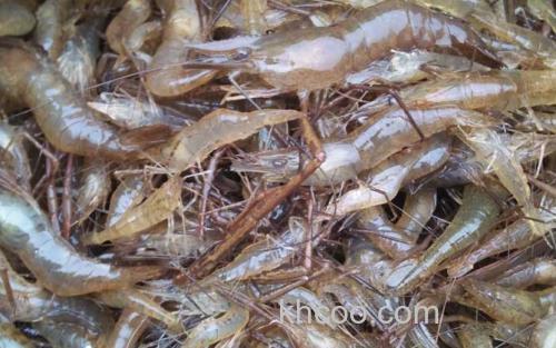 虾_3