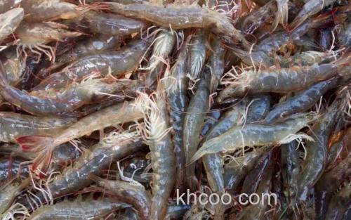 南美白对虾_3