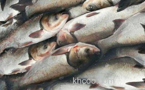 鲢鳙_3