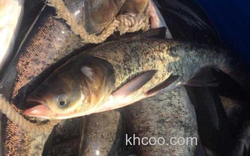 鲢鳙_3