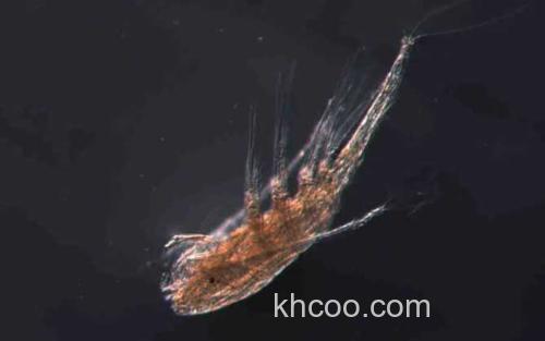 剑水蚤_3