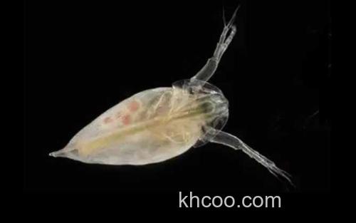 水蚤_3