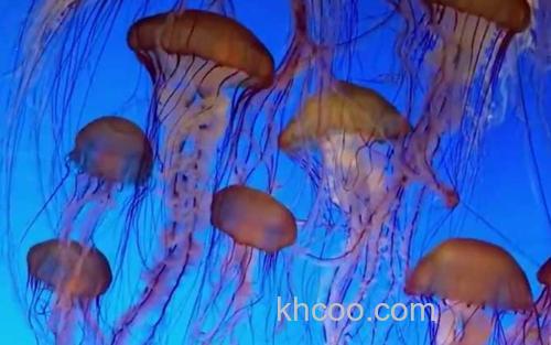 水母_3