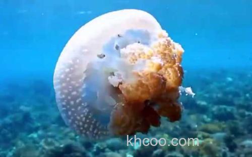 水母_2