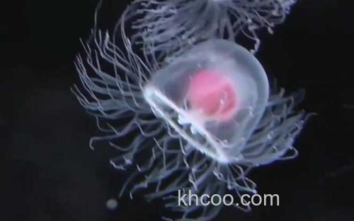 水母_3