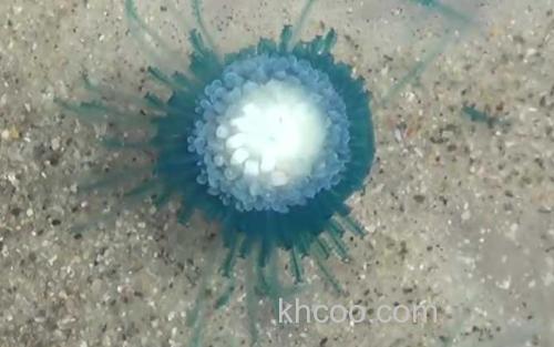 银币水母_3
