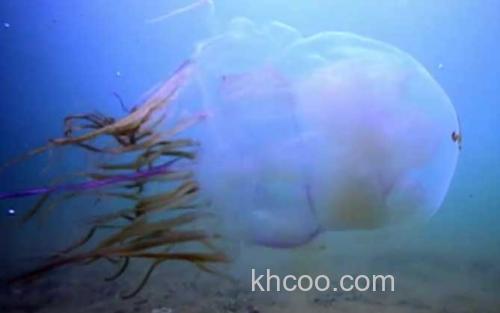 箱水母_0