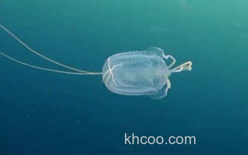 箱水母_1