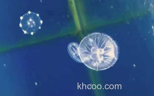 海月水母_3
