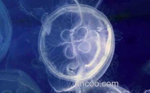 海月水母_2