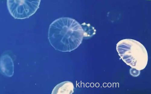 海月水母_1