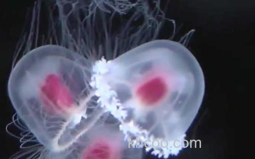 灯塔水母_1
