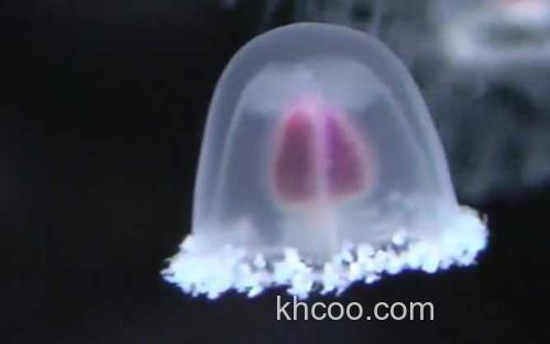 水母_0
