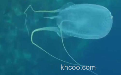 澳洲方水母_2