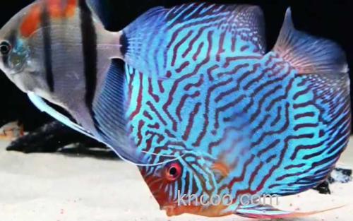 七彩神仙鱼_0