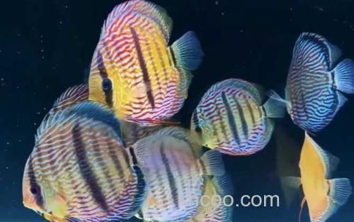 七彩神仙鱼_1