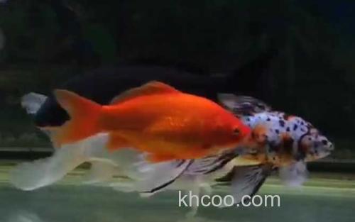 金鱼_2