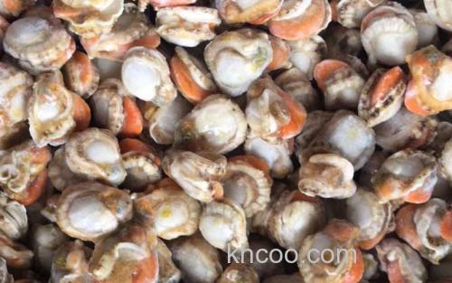 扇贝_2